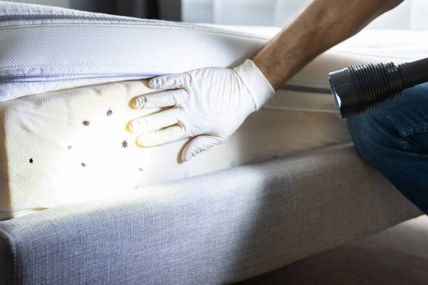 Best Cockroach Control Services  in Tariffville, CT