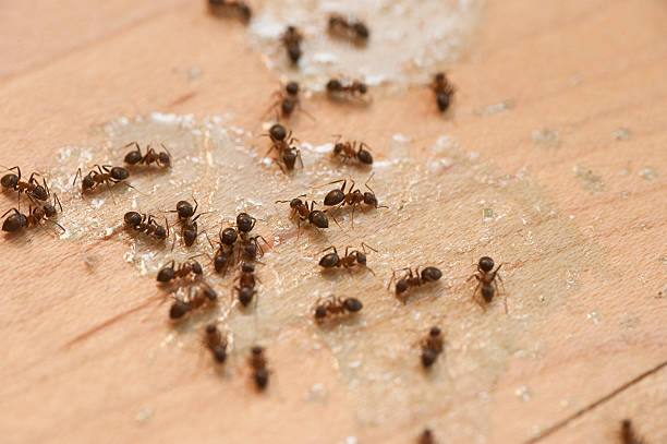 Best Exterminator Services  in Tariffville, CT