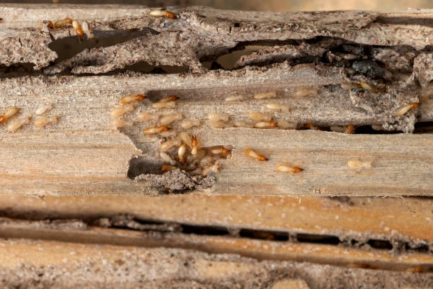 Best Wildlife Control Services  in Tariffville, CT